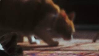 Mitski – Cats